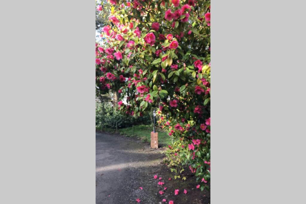 The Tack Room Cottage - Wells House & Gardens Wexford Exterior foto